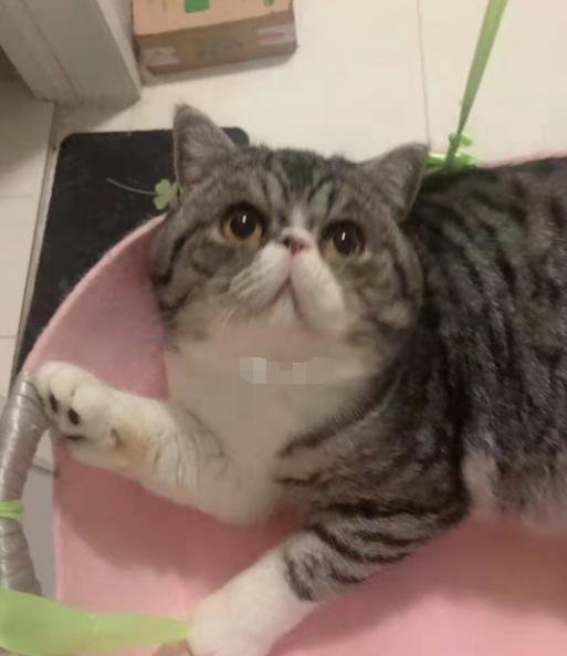 确诊者家中3只猫核酸阳性被安乐死 这是咋情况？