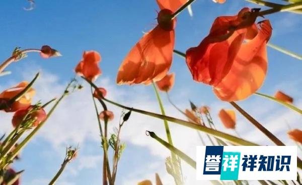 你觉得爱情是春药还是毒药？