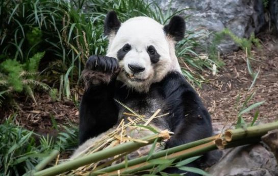 一天排便40次的动物是什么？