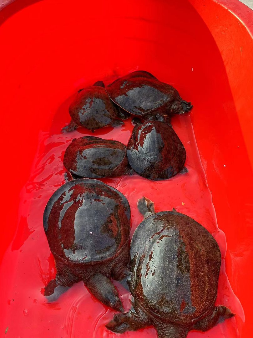 1斤左右的甲鱼多少钱一只