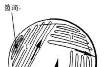 菌种活化的操作方法！