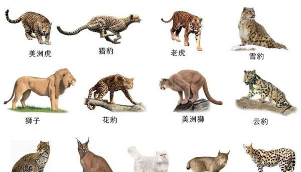 四川相传出现过“霸王猇”，体型跟虎相似，在500年前灭绝了