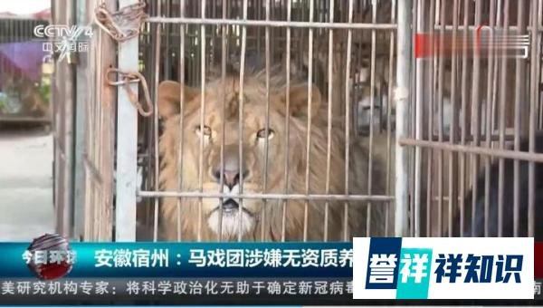 河南伤人老虎所属马戏团无养虎资格 这是咋情况?
