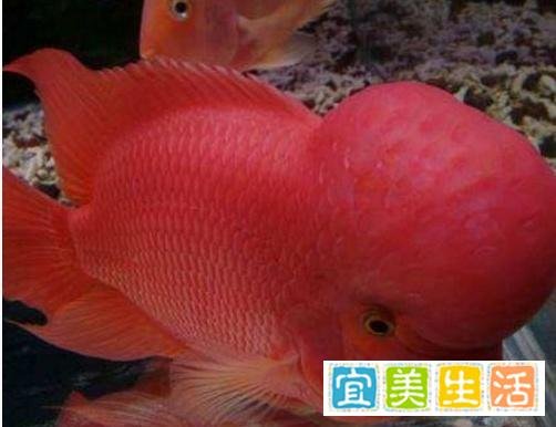罗汉鱼起头吃什么？