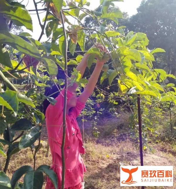 “百香果女孩遇害案”，28日开庭宣判
