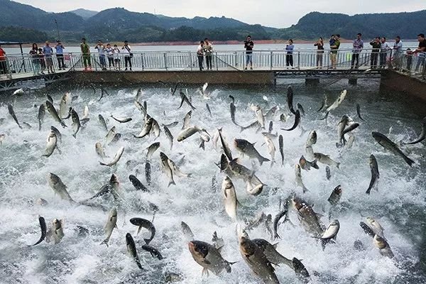 鱼跃龙门什么意思