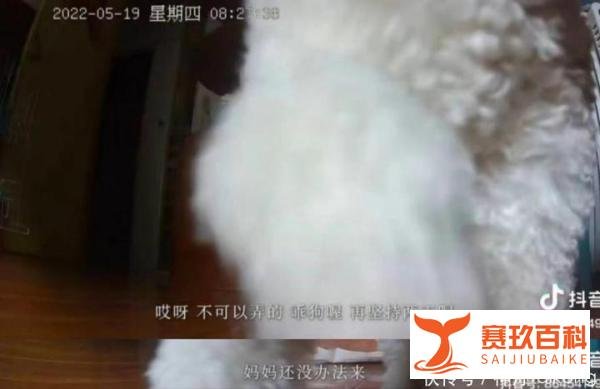 上海一只小狗独自隔离19天，监控视频流出让无数网友心酸