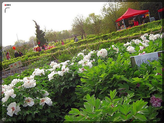 牡丹园公园具体位置在哪