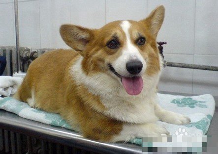 狗狗骨头卡肠子要多久才能好