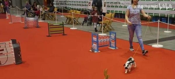 国外兔子障碍赛，都是训练有素的小兔兔