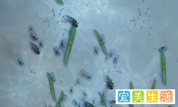 JN.1变异株已成为优势流行株，病毒就在身边！健康防范不能松懈