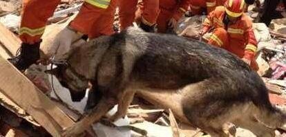 两搜救犬疑被毒死是怎么回事?死因是什么?凶手找到了吗?