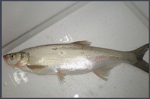 大家说的翘嘴、白条、马口是一种鱼吗?