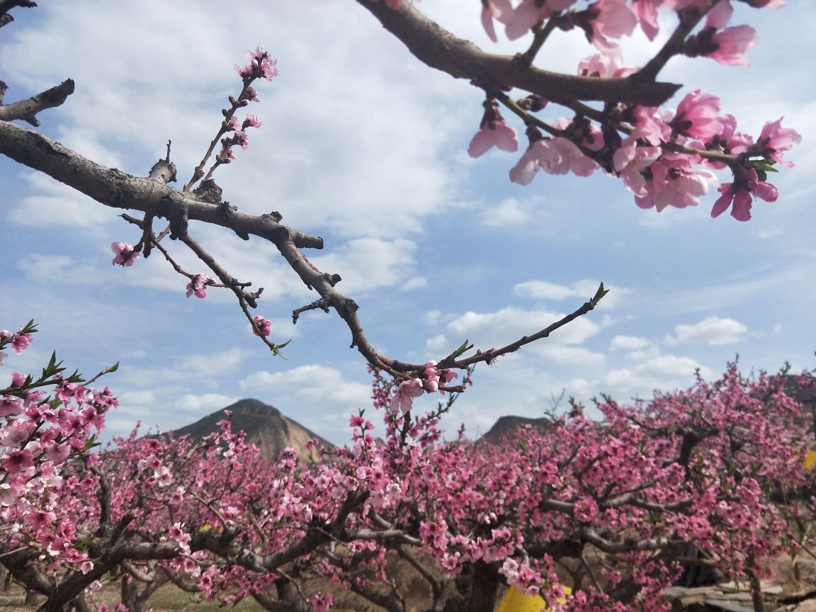 民和桃花节在什么地方