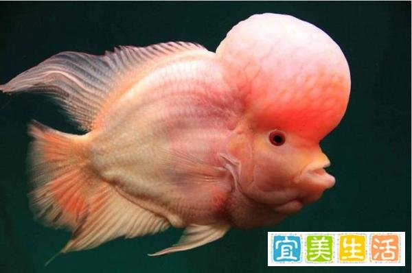 罗汉鱼起头吃什么？