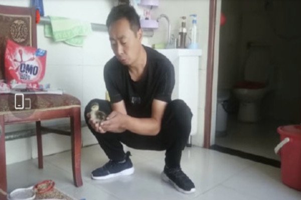 男子在平台网购孔雀蛋孵出鸭子，事件的发生是怎么回事？