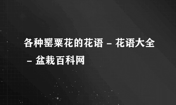 各种罂粟花的花语 - 花语大全 - 盆栽百科网