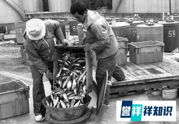 世界八大公害事件之一的日本水俣病事件，出现在1956年的秘密