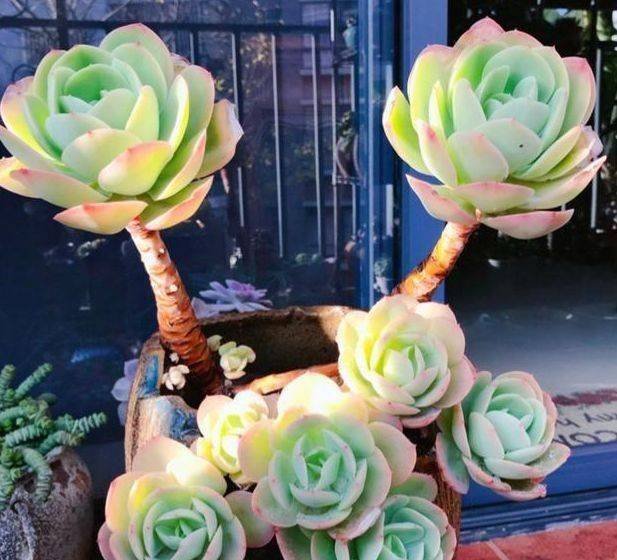 哪些花漂亮又好养，比牡丹好看，饱满又红艳，一上色美翻天呢？