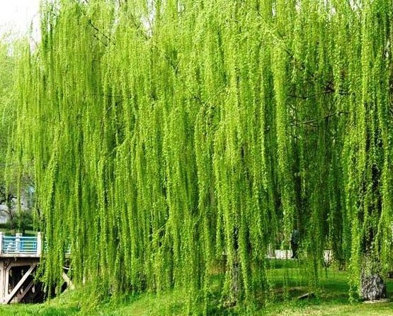 有心栽花花不活，无心插柳柳成荫。这句话到底谁说的？