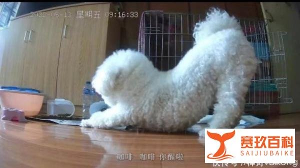 上海一只小狗独自隔离19天，监控视频流出让无数网友心酸