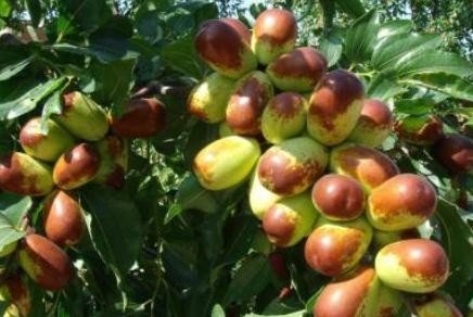 《枣核》（节选）萧乾阅读理解答案