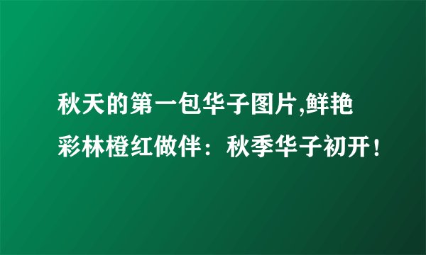 秋天的第一包华子图片,鲜艳彩林橙红做伴：秋季华子初开！