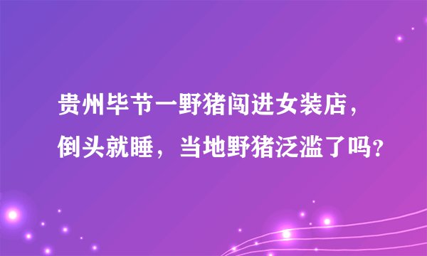 贵州毕节一野猪闯进女装店，倒头就睡，当地野猪泛滥了吗？