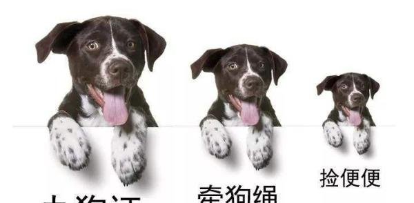 最新消息,武汉针对养犬修订草案:要求犬只乘电梯戴嘴套