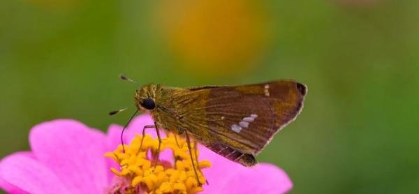 蝴蝶辨别食物味道的方法有哪些
