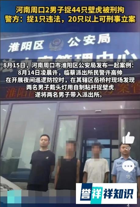 河南周口2名男子捕捉44只壁虎被刑拘，警方：捉1只即违法！
