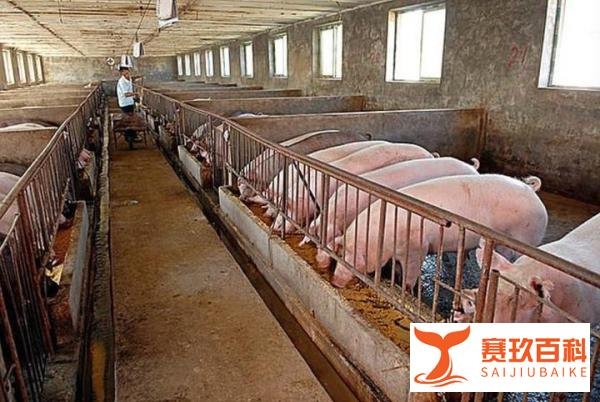 今年猪肉应该降价，反而大涨价，到底什么原因？