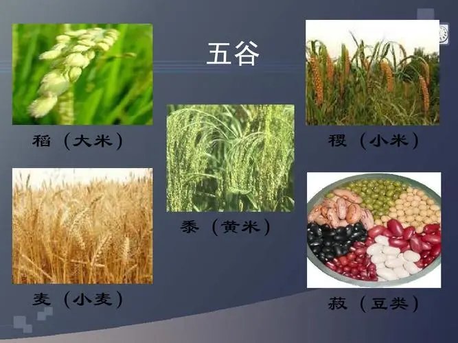 火谷,悬谷,金谷,水谷,土谷在稻麦黍菽稷分别相对应什么?