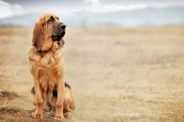 麻木不仁它做不到,心地善良它也做不到是什么动物