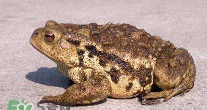 蟾蜍皮多少钱一斤？活的金蟾蜍多少钱一只