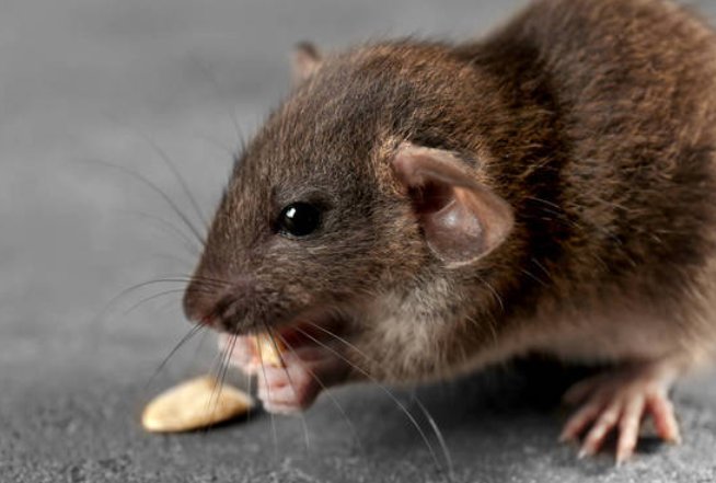 噤若寒蝉是什么生肖