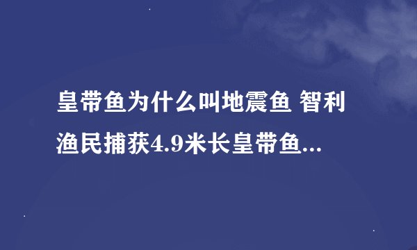 皇带鱼为什么叫地震鱼 智利渔民捕获4.9米长皇带鱼引发担忧！为什么它被称为地震鱼