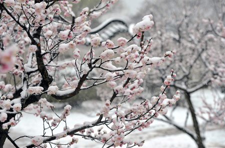“遥知不是雪，为有暗香来”指的是什么植物？