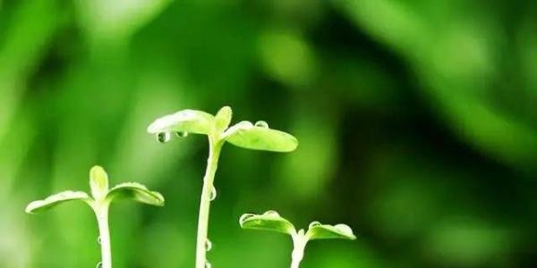 揭示千古之谜：为什么一日之计在于晨？