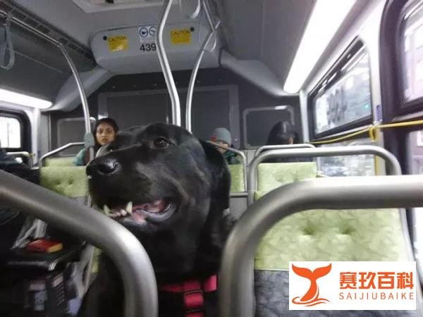 四川一狗狗独自乘公交车走红...网友惊了:它还会听站下车!