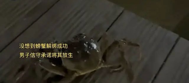 解开就放生！螃蟹上餐桌前成功解绳被放生，这就是万物皆有灵性吗？