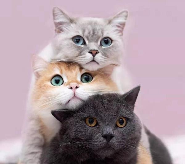 匹夫无罪，怀璧其罪