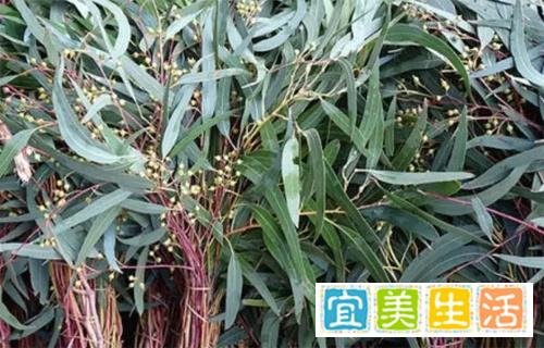 蟑螂幼崽怎么消除,正确处理的方法!