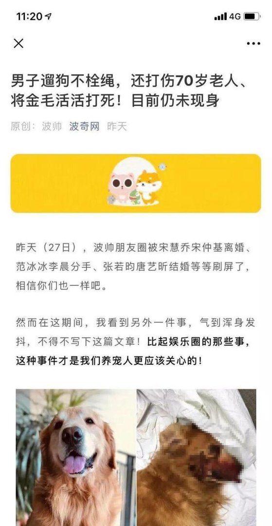 打死金毛犬男子被刑事拘留