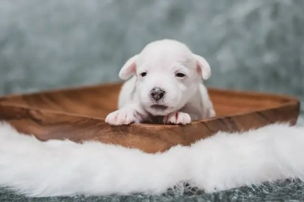 麻木不仁它做不到,心地善良它也做不到是什么动物