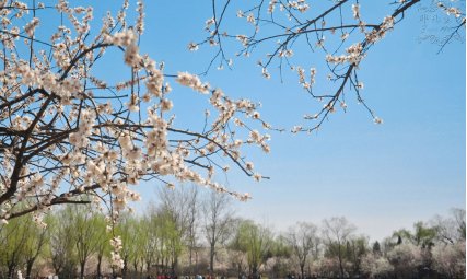 北国之春的日语歌词是什么啊？