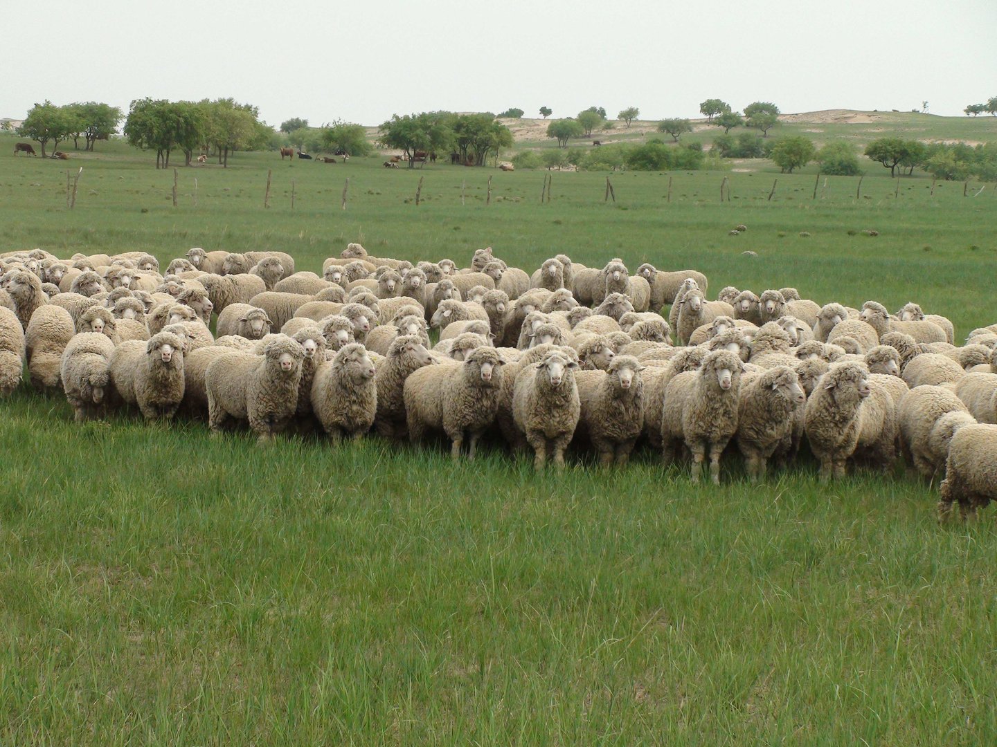 村民自家地丢毒玉米致9羊死被判缓刑！这位村民为何会这么做？