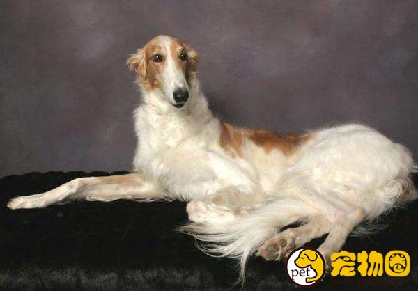 苏俄猎狼犬波索尔天生神秘，如今已成为受欢迎的伴侣犬
