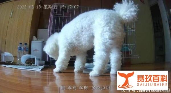 上海一只小狗独自隔离19天，监控视频流出让无数网友心酸