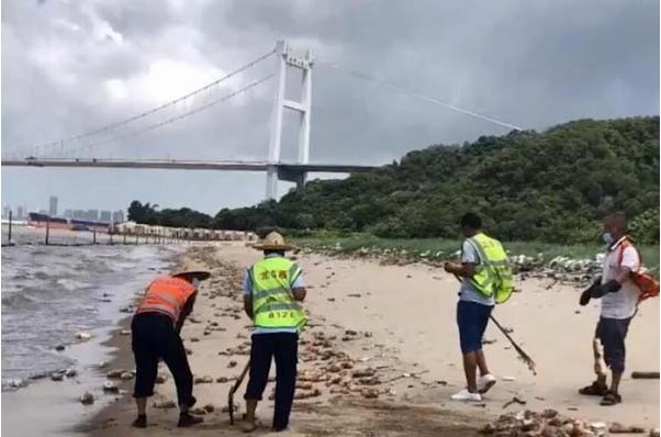 一夜间东莞海滩出现上万猪蹄，是谁这样子豪横？